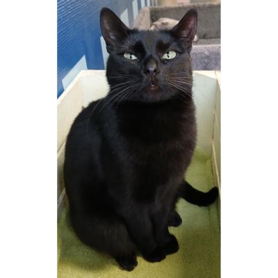 Niobe